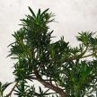 Podocarpus (Kőtiszafa) - hajlított törzsű, 28 cm