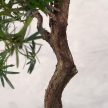 Podocarpus (Kőtiszafa) - hajlított törzsű, 28 cm
