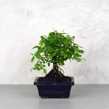 Sagaretia (Kínai édesszilva) bonsai 
