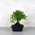 Sagaretia (Kínai édesszilva) bonsai 