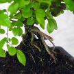 Sagaretia (Kínai édesszilva) bonsai 