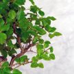 Sagaretia (Kínai édesszilva) bonsai 
