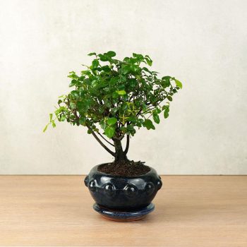 Sagaretia (Kínai édesszilva) bonsai 