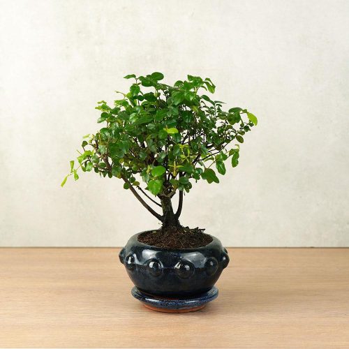 Sagaretia (Kínai édesszilva) bonsai 