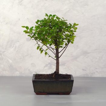 Sagaretia (Kínai édesszilva) bonsai 