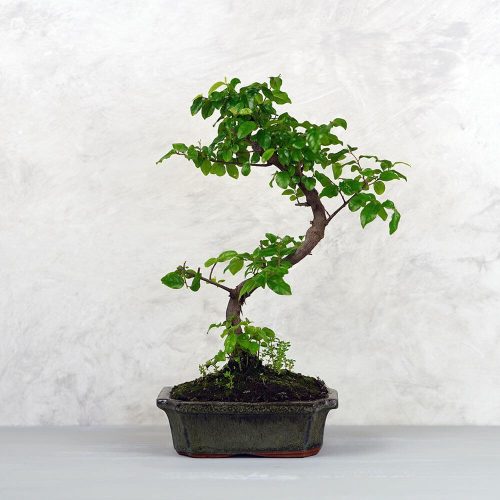 Sageretia (Kínai édesszilva) bonsai 