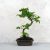 Sageretia (Kínai édesszilva) bonsai 