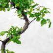 Sageretia (Kínai édesszilva) bonsai 
