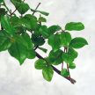 Sageretia (Kínai édesszilva) bonsai 