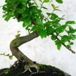 Sageretia (Kínai édesszilva) bonsai 
