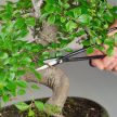 Bonsai szerszám készlet