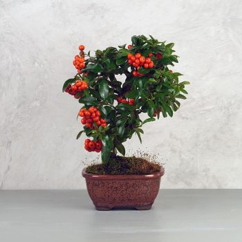 Pyracantha (Tűzövis) bonsai - hajlított törzsű