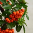 Pyracantha (Tűzövis) bonsai - hajlított törzsű