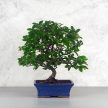 Pyracantha (Tűzövis) bonsai - hajlított törzsű