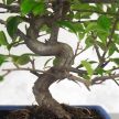Pyracantha (Tűzövis) bonsai - hajlított törzsű