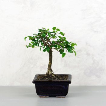   Ulmus parvifolia (Kínai szil) bonsai - egyenes törzsű, 12 cm