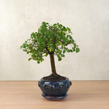 Ulmus parvifolia (Kínai szil) bonsai - egyenes törzsű, 12 cm