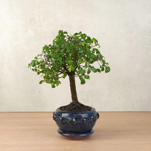 Ulmus parvifolia (Kínai szil) bonsai - egyenes törzsű, 12 cm