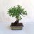 Ulmus parvifolia (Kínai szil) bonsai - egyenes törzsű, 15 cm