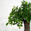 Ulmus parvifolia (Kínai szil) bonsai - egyenes törzsű, 15 cm