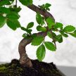 Ulmus parvifolia (Kínai szil) bonsai - hajlított törzsű, 15 cm