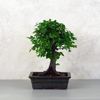  Ulmus parvifolia (Kínai szil) bonsai - egyenes törzsű, 20 cm