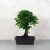 Ulmus parvifolia (Kínai szil) bonsai - egyenes törzsű, 20 cm