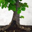Ulmus parvifolia (Kínai szil) bonsai - egyenes törzsű, 20 cm