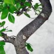Ulmus parvifolia (Kínai szil) bonsai - hajlított törzsű, 24 cm