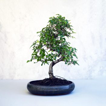   Ulmus parvifolia (Kínai szil) bonsai - hajlított törzsű, 28 cm