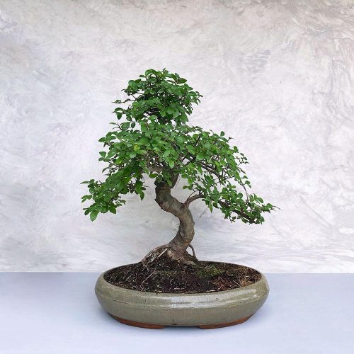 Ulmus parvifolia (Kínai szil) bonsai - hajlított törzsű