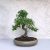 Ulmus parvifolia (Kínai szil) bonsai - hajlított törzsű