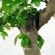 Ulmus parvifolia (Kínai szil) bonsai - hajlított törzsű