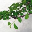 Ulmus parvifolia (Kínai szil) bonsai - hajlított törzsű