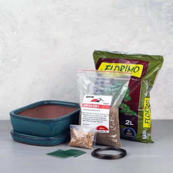 Ültetőcsomag 2. - Florimo bonsai földdel