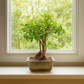 ULMUS (SZIL) BONSAI FÁK
