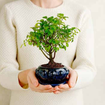 SAGERETIA (KÍNAI ÉDESSZILVA) BONSAI FÁK