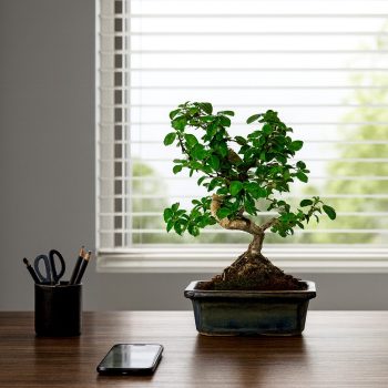 CARMONA (BORÁGÓFA) BONSAI FÁK