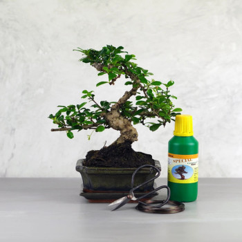 Bonsai ajándékcsomagok