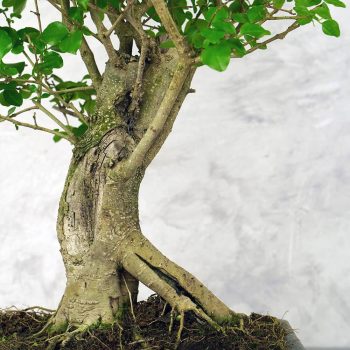 Bonsai fák