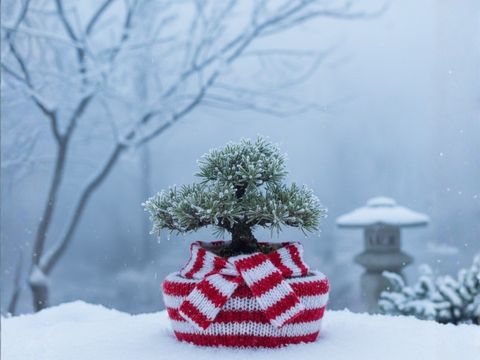 Bonsai vs. extrém hideg: Így segíts neki a felépülésben!